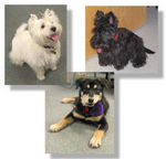 Murphy, Ruby and Friday