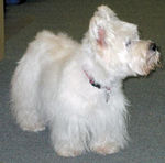 Maggie Cricow, In Memorium