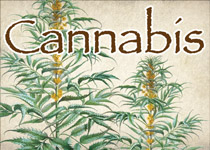 cannabis small