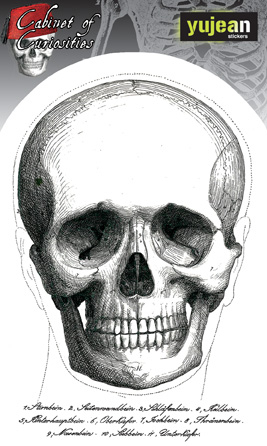 Cabinet of Curiosities Skull Face Sticker | Skulls and Dragons