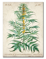 Cannabis Metal Sign